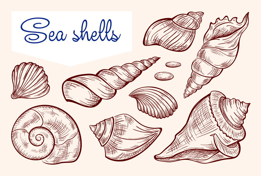 sea shells seamless pattern sea holidays beach summer sketch lineart