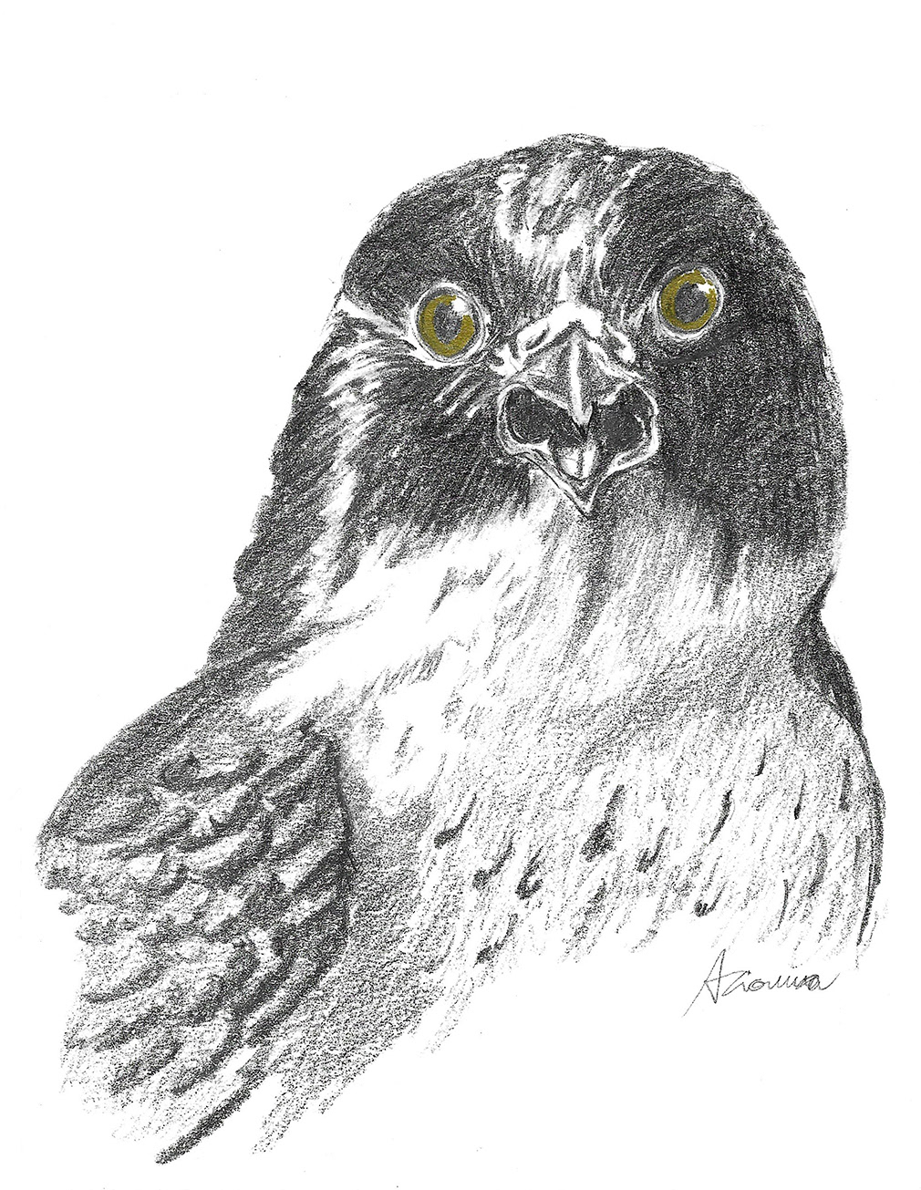 bird Bird Illustration charcoal Drawing  sketch Wildlife Illustration