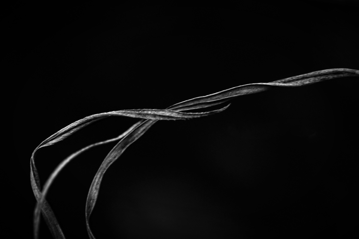 abstract black and white Fine Arts  grass Macro Photography Nature