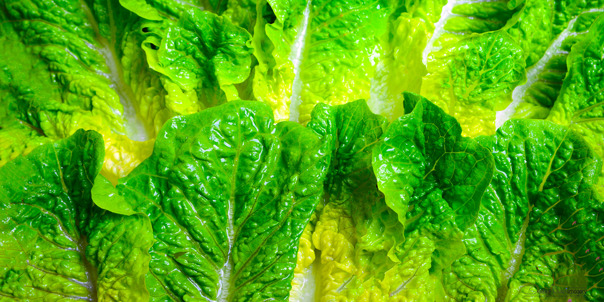 beans cabbage cauliflower Food  green herbs lettuce pepsicum salad vegetables