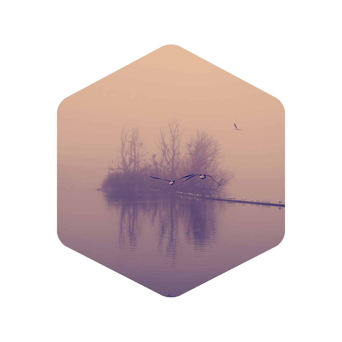 copenhagen  fog  birds Nature