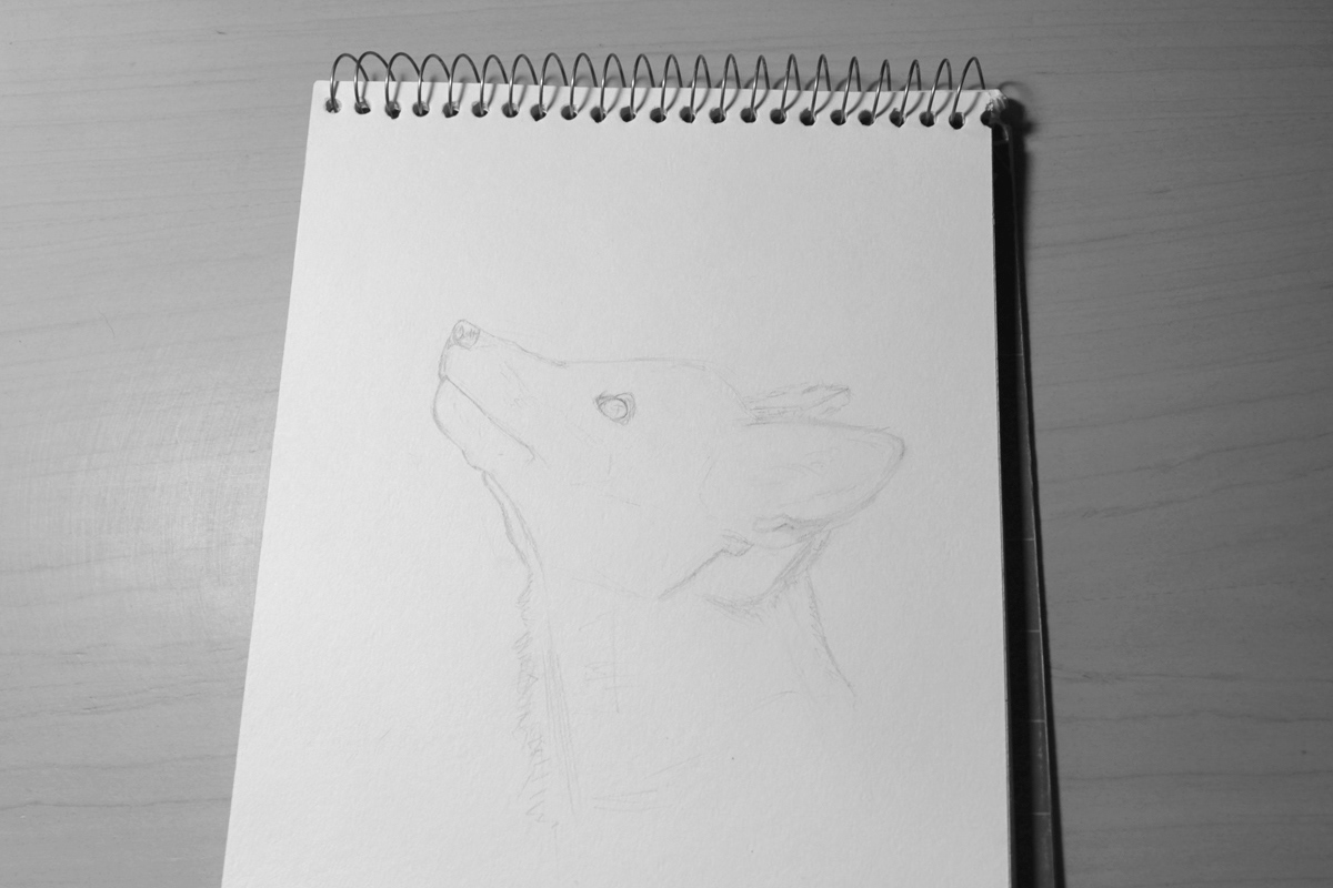 FOX portrait draw graphite pencil art