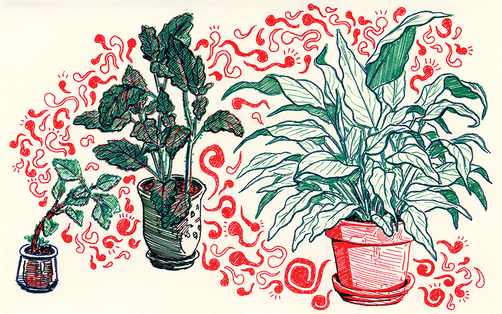 ILLUSTRATION  Riso risograph prints Zine  plants Succulents gerard dalbon