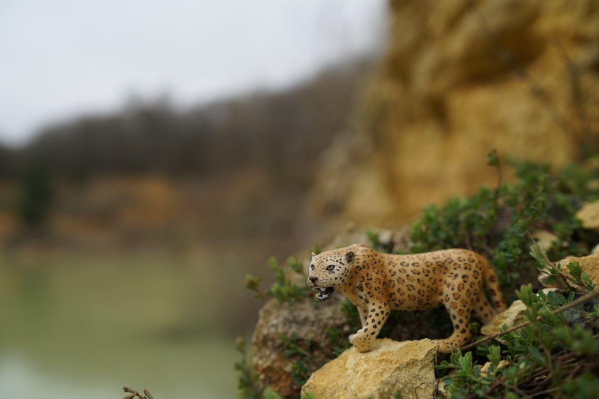 animals Sony Photography  actionfigures Outdoor