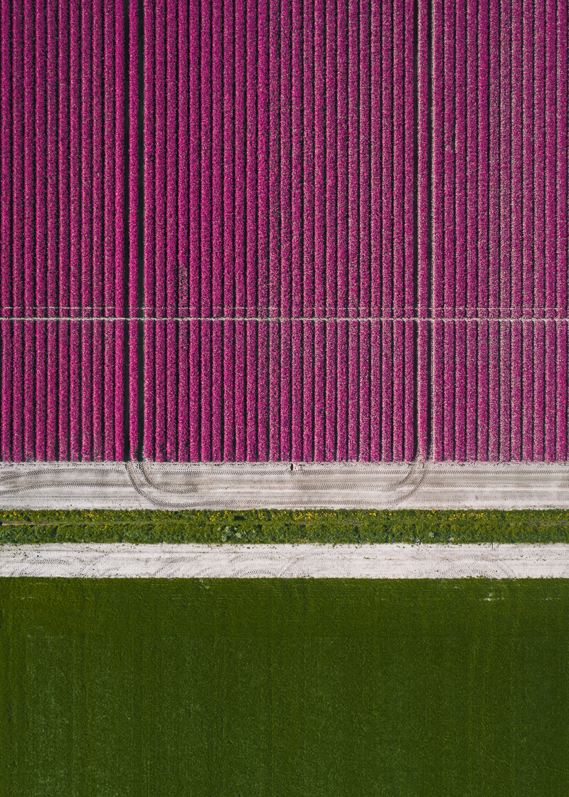 tulip flower fields Netherlands Holland Aerial aerialphotography drone aerialview helicopter