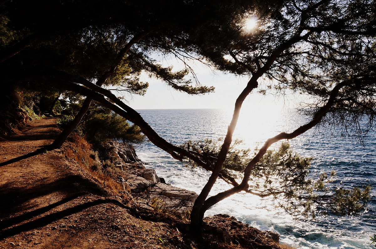 france Antibes sea Seaside trees Nature dog Fragonard