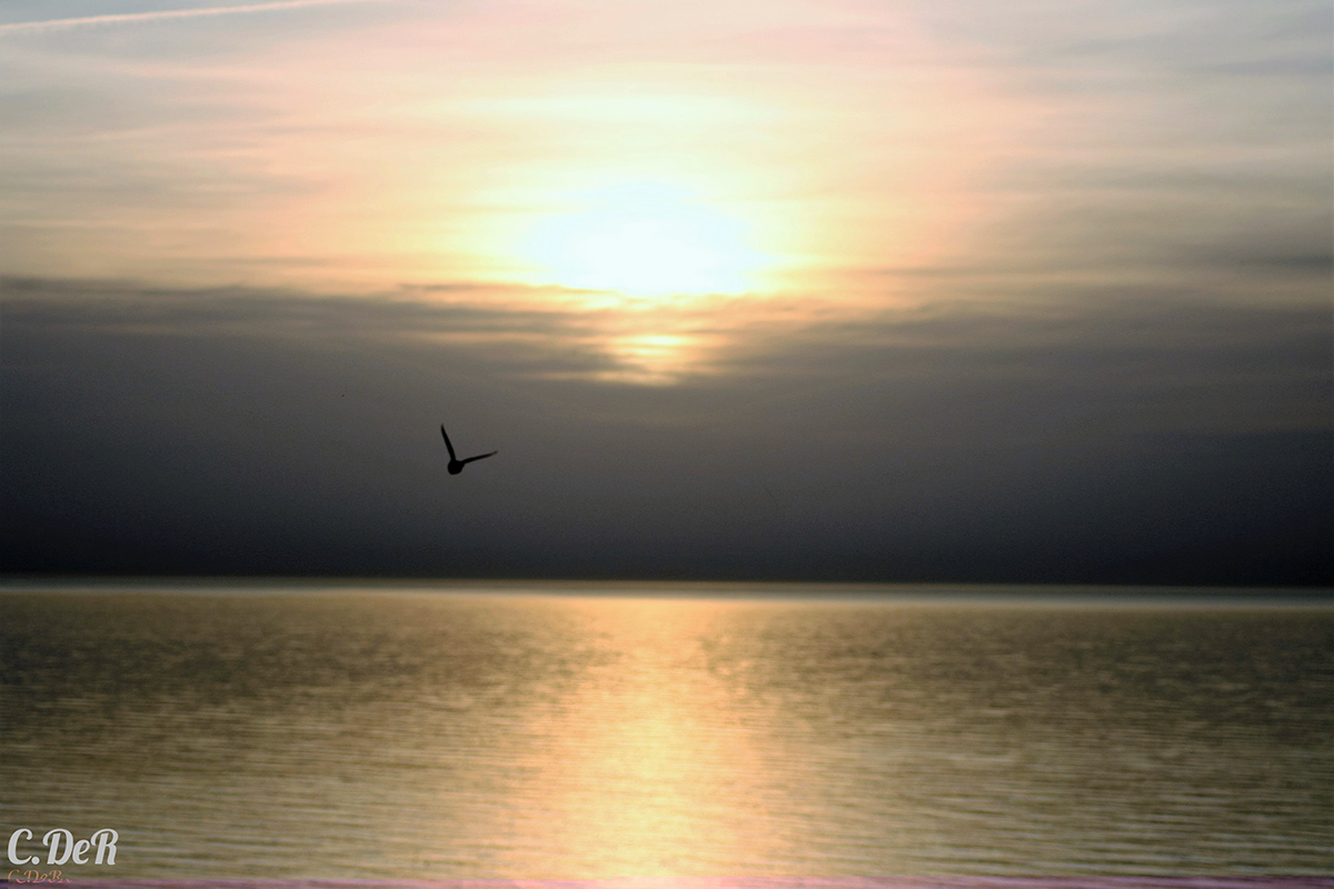 Sunrise Photography  Sun sea blacksea seagul