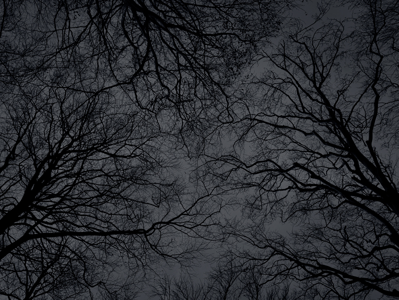 Kenneth Rimm black and white black naked trees wood woods winter art limited edition Silhouette abstract art photography dark sky night SKY night sky clouds Dark Forest forest forrest fine art night photography kenneth rimm gallery Landscape landscape photography