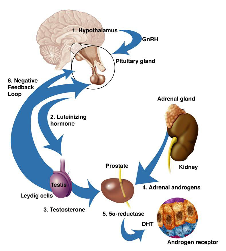 medical illustration medical-legal illustration scientific illustration Pharmaceutical design medical legal biological illustration science surgery biology anatomy human anatomy histology pathology art