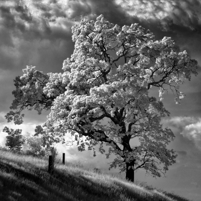 infrared black and white lone tree oak Landscape nlwirth clouds light