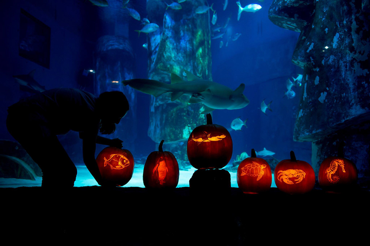 London aquarium sealife sea life fish octopus frog seahorse penguin crab pumpkin carving Halloween Exhibition 