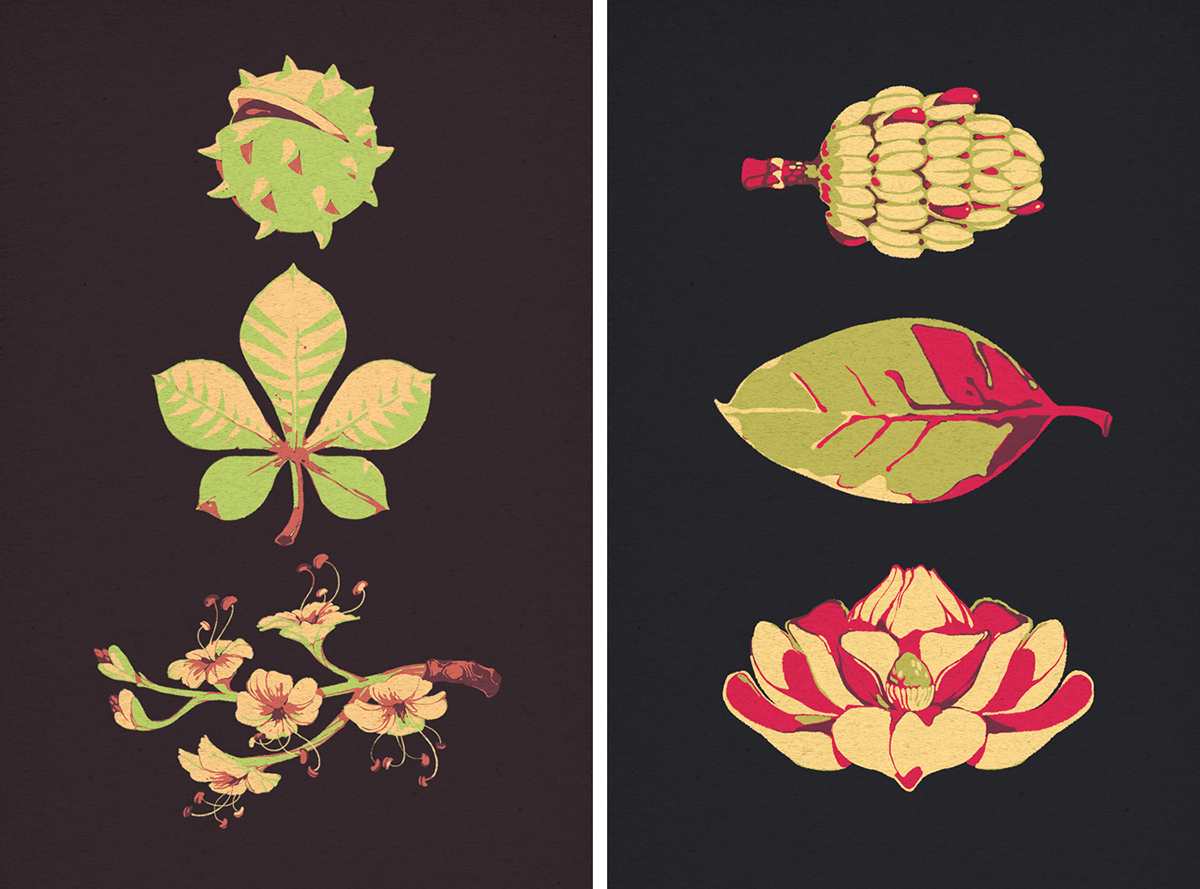 botanical botanical illustration stationary