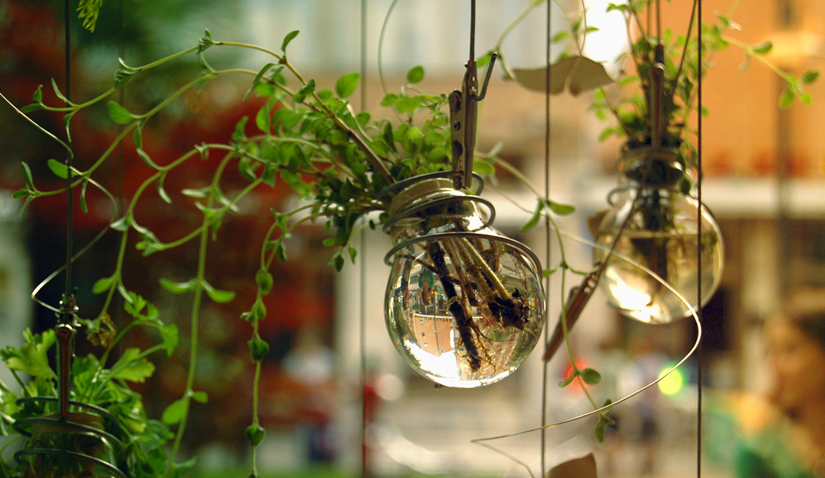 senses light smell touch sight environment sensations Lamp drops aromatic plants