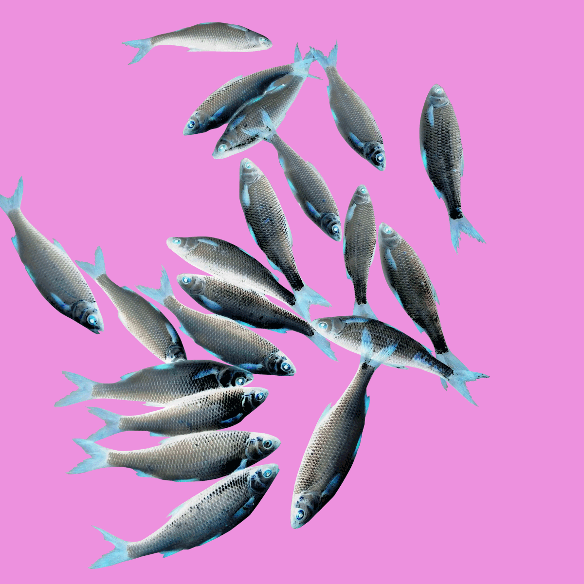 #GIF #fish #party #animation