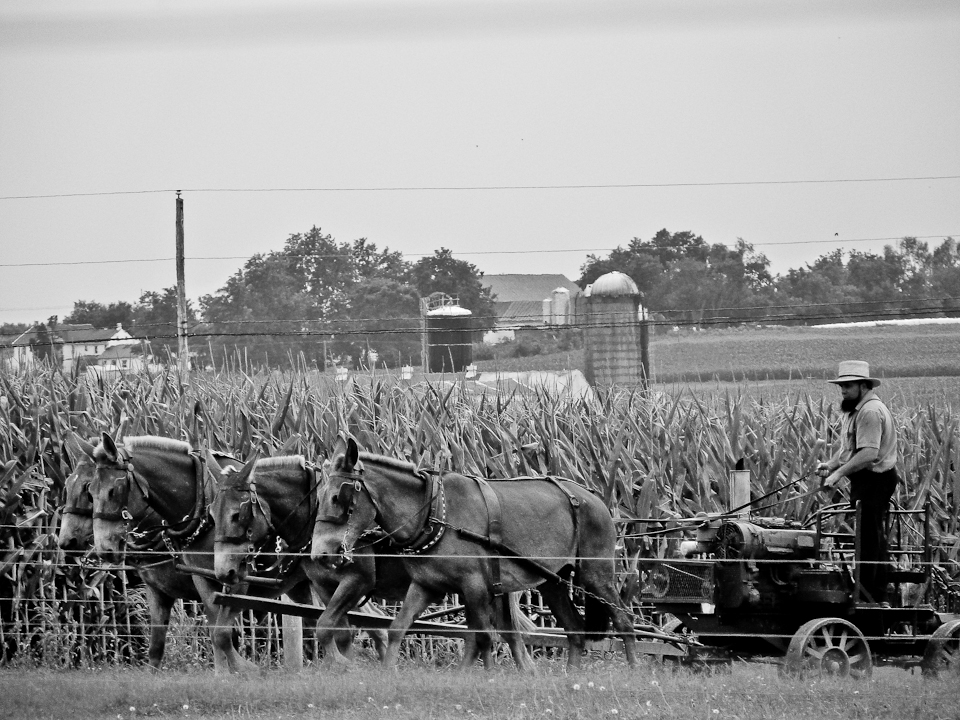 Amish mennonite amish country bw black and white american religion ohio Pennsylvania dutch indiana country usa united states