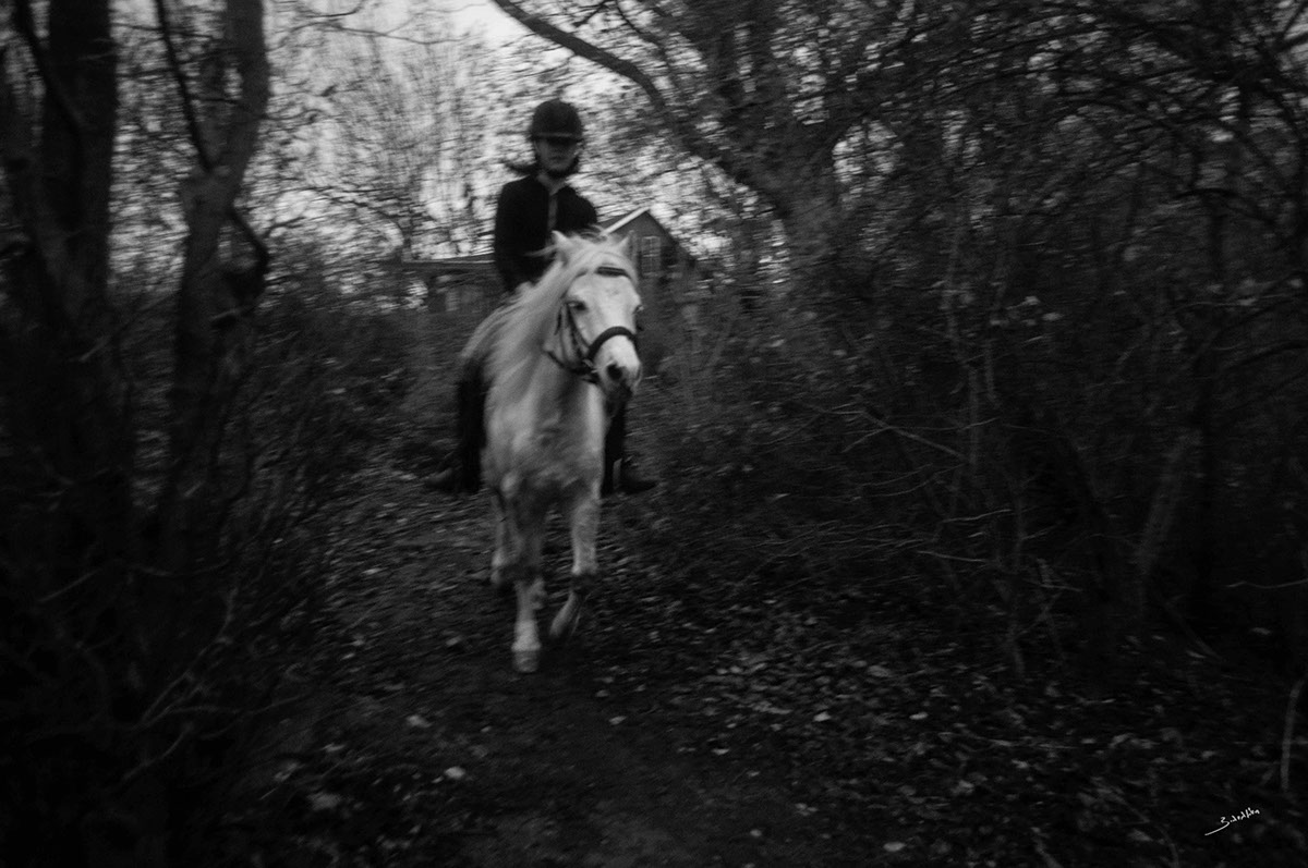 black and white black and White art photography Images interesting low light fine horse denmark cristiania new photos images
