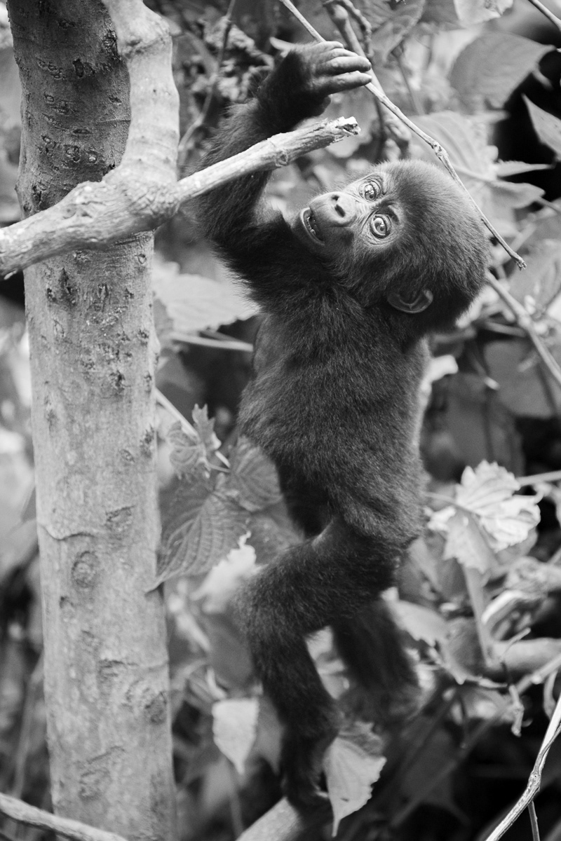 animals black and white bwindi national park fineartphotography gorilla gorillatrecking gorillatrekking portrait primate wildifephotography