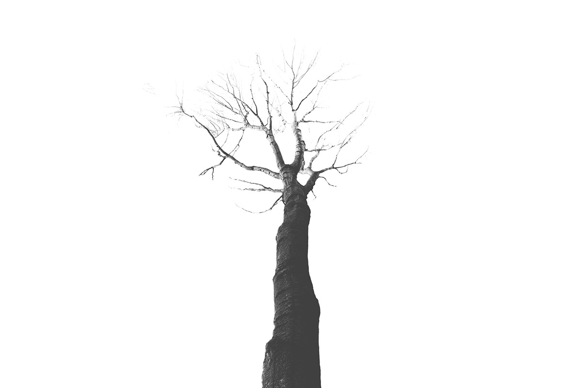 Canon 5D mark II photo black and White Landscape forest surreal fantasy 24-105 f4