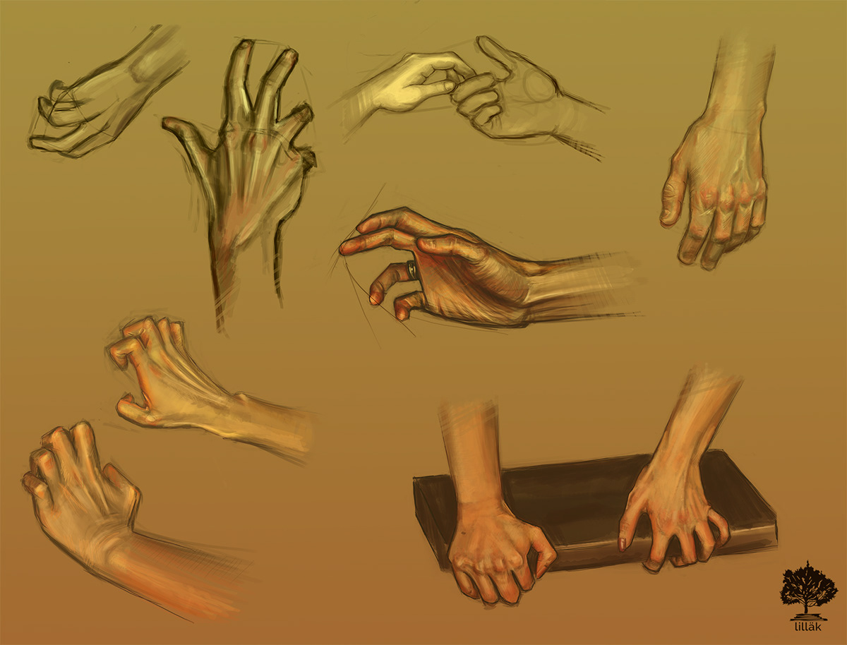 hands anatomy study human anatomy Manos fingers Practice sketch