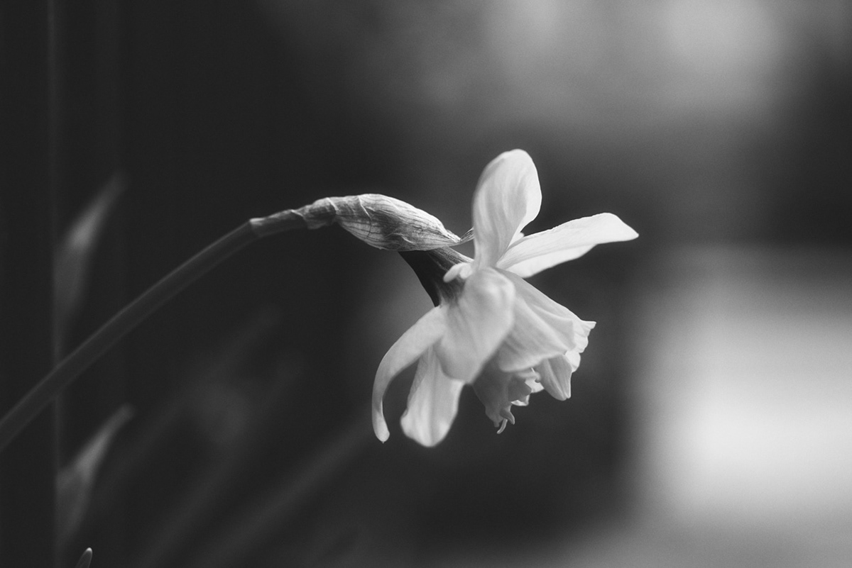 Beautiful black and white Flowers impression mood Photography  Sony spring #blackandwhite #MONOCHROME