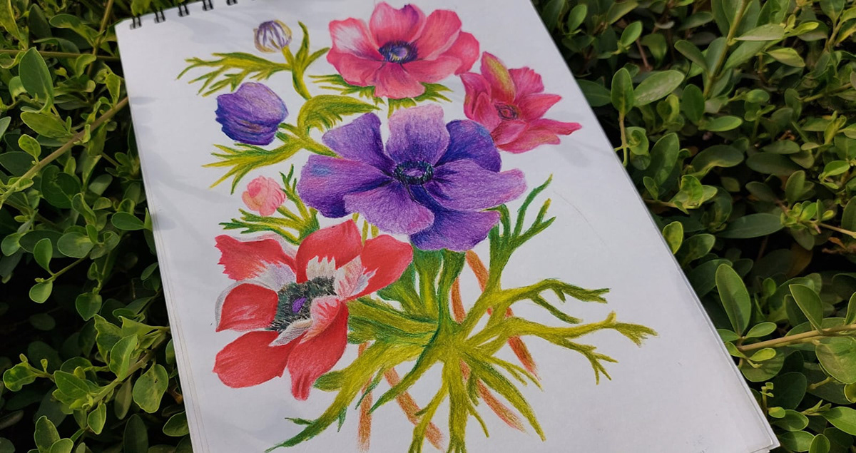 Flowers color pencil Nature art Drawing  artist painting   anemones
