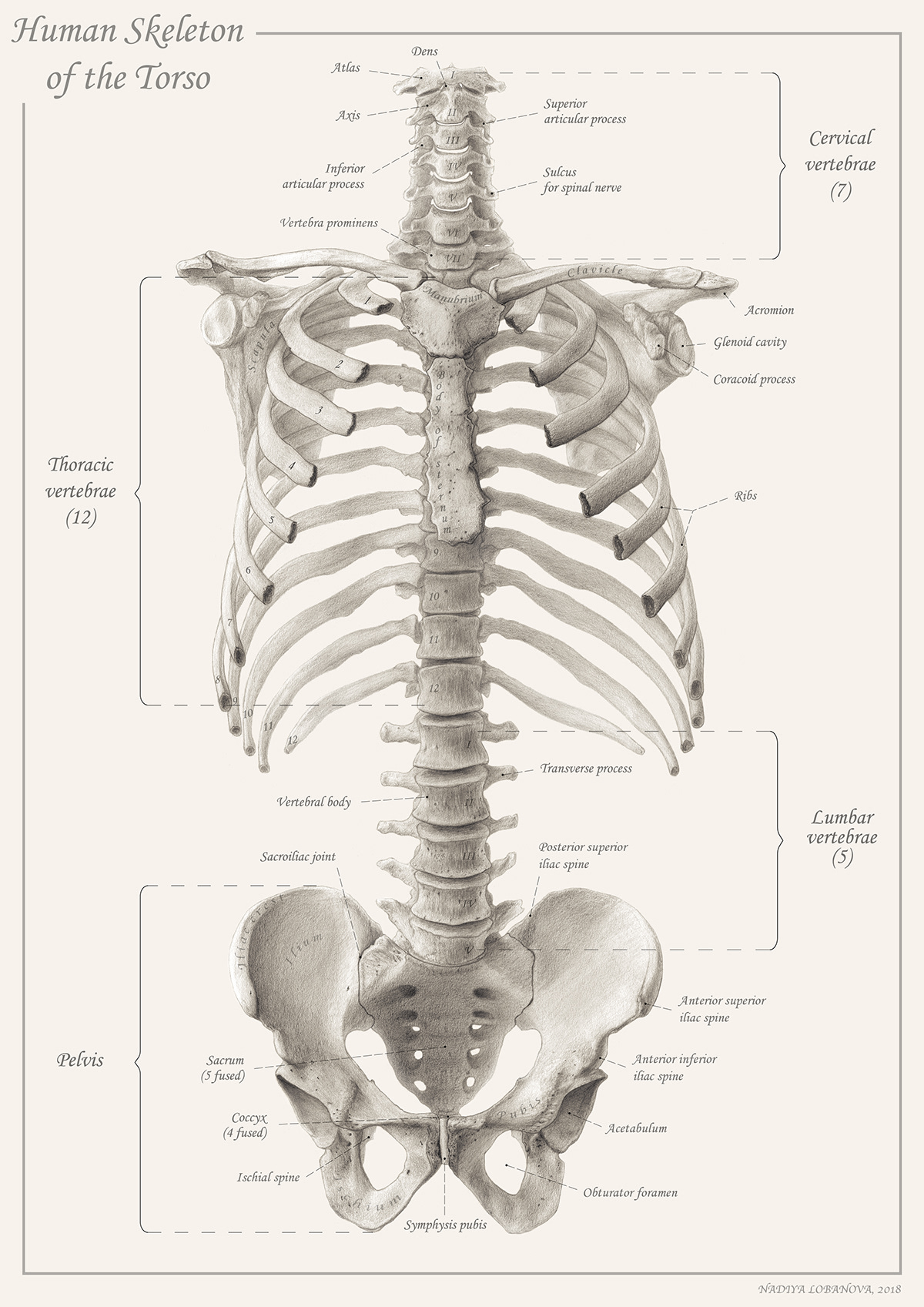 skeleton human skeleton Torso ribcage pelvis spine with nomenclature bones ILLUSTRATION  scientific illustration