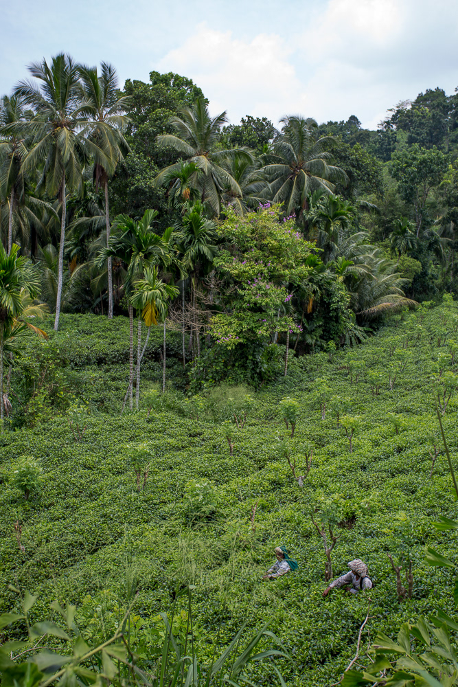 srilanka John Rowell Adhocphotographer rainforest Sinharaja