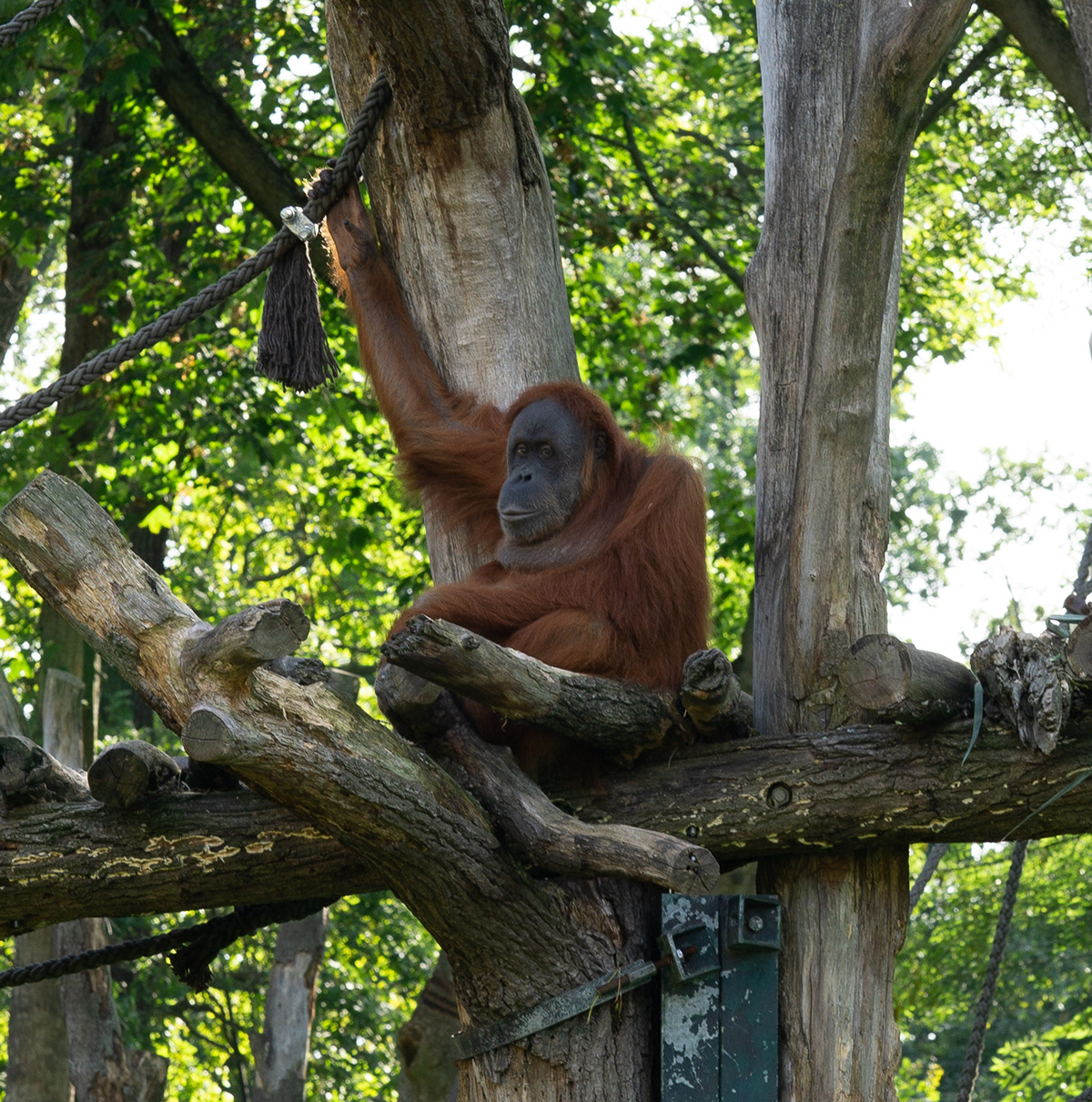 Orangutans are large primates native to the rainforests of Indonesia and Malaysia.