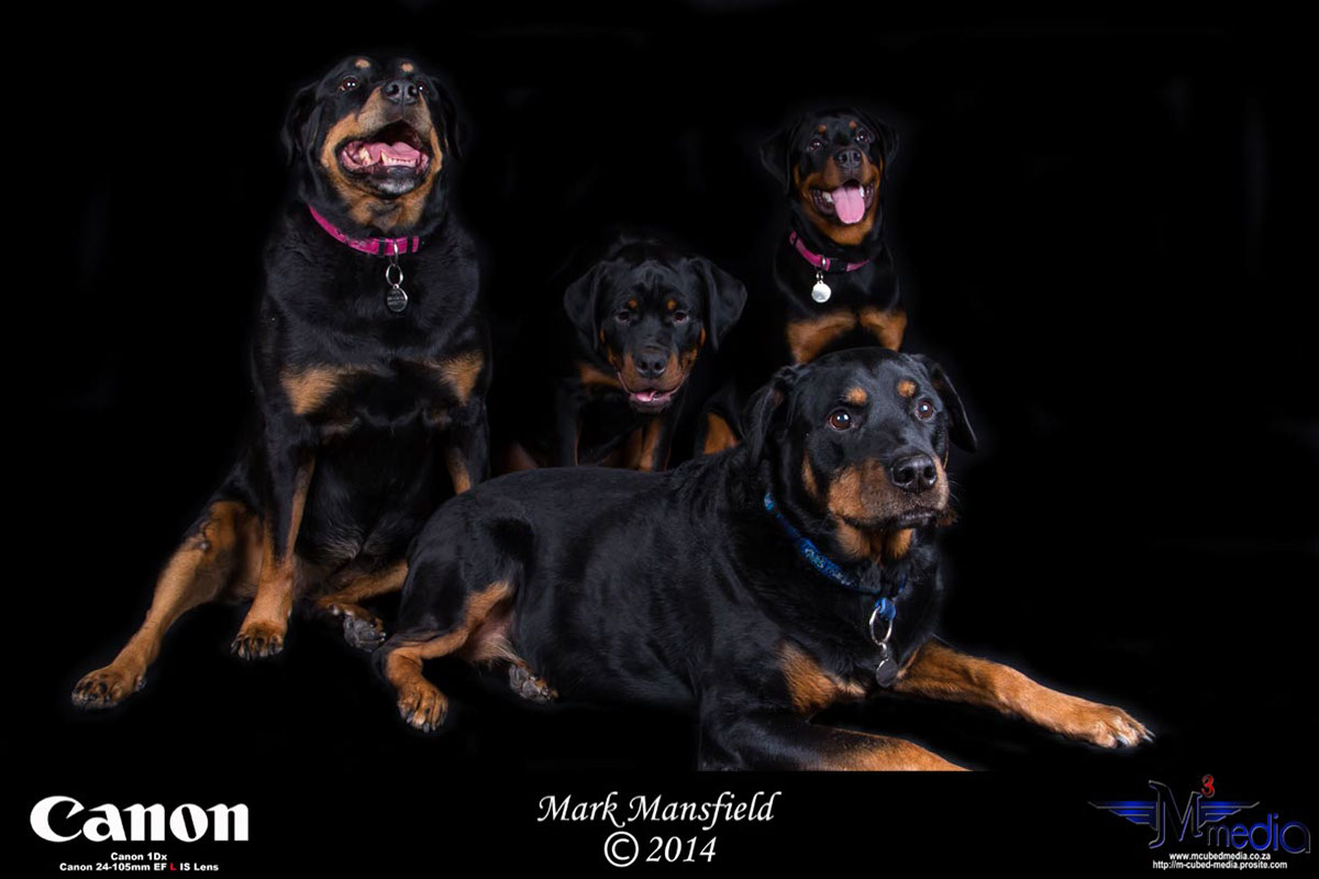 M Cubed Media Mark Mansfield pet photography Canon SA Canon animals Domestic Pets