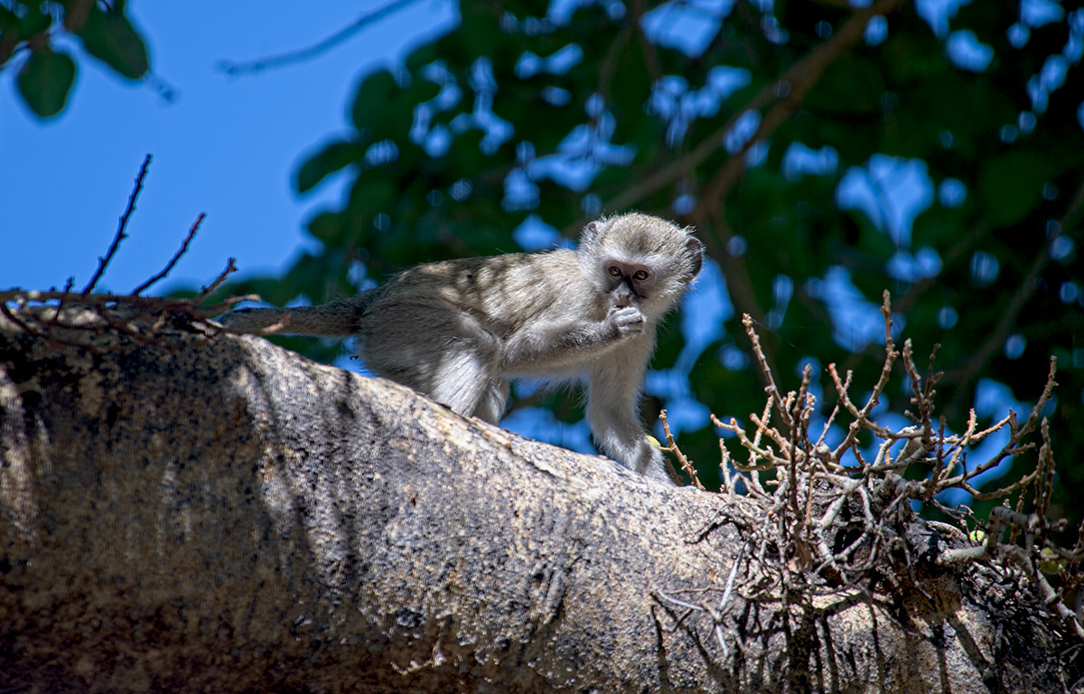 africa Botswana safari animals Nature Travel monkeys Baboon Vervet