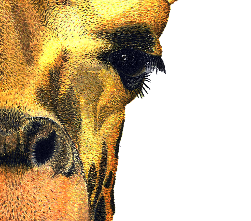 illustration animals  giraffe animal yellow brown neck Character creative colour color watercolor