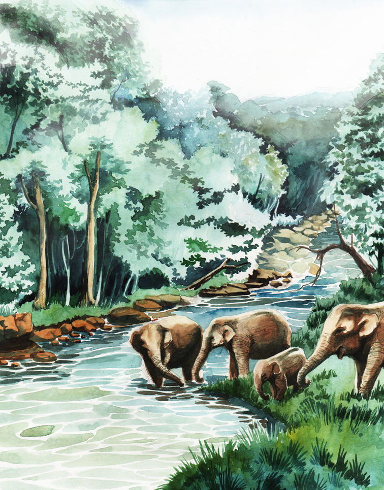 wildlife animals forest environment watercolors Paintings fine art colorful endangered species
