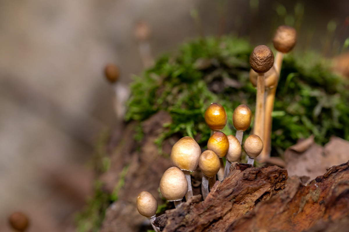 autumn close up macro Macro Photography mushroom