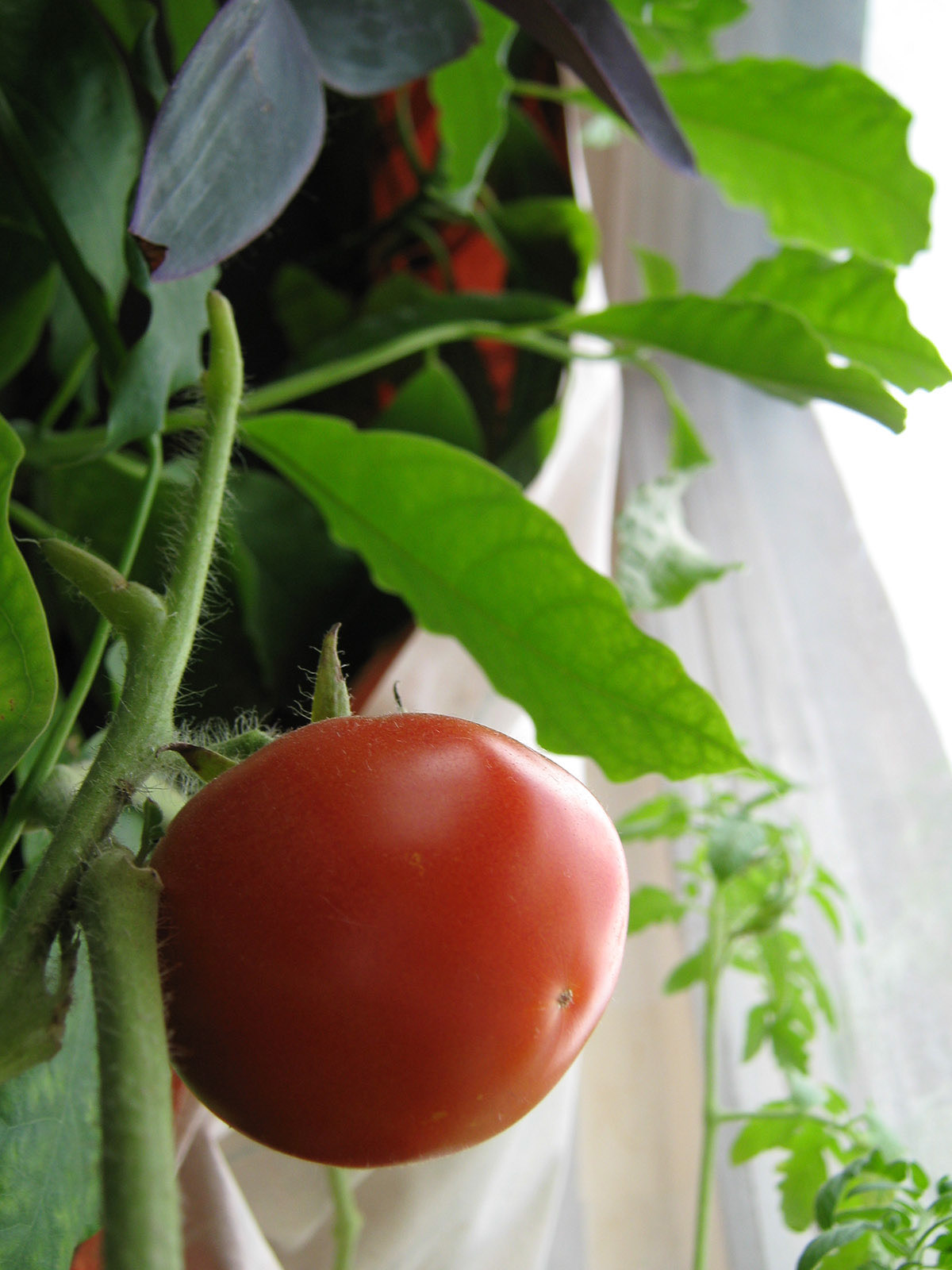 Bell Pepper eggplant kitchen garden Tomato