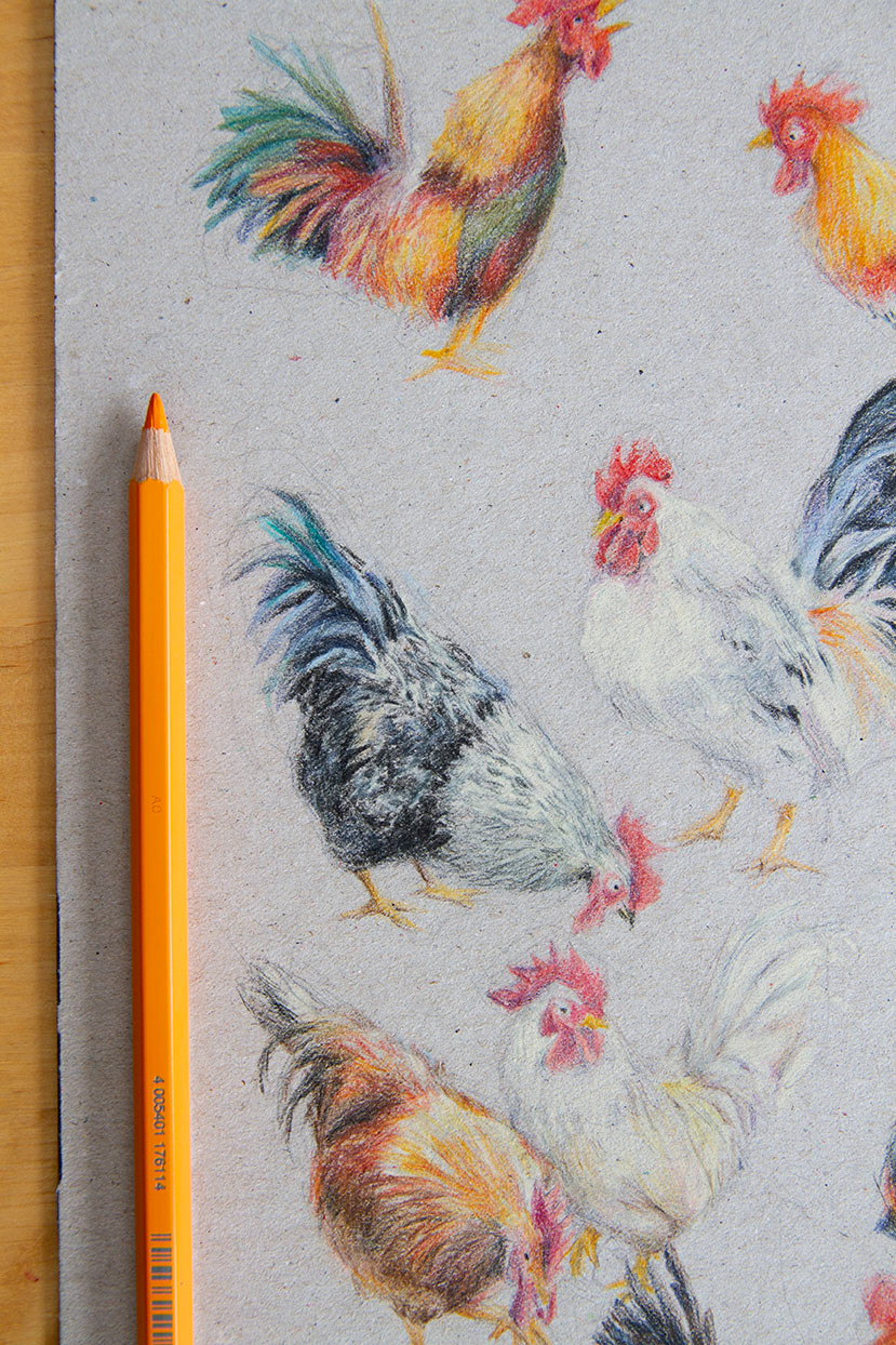 birds pencilwork Roosters sketches