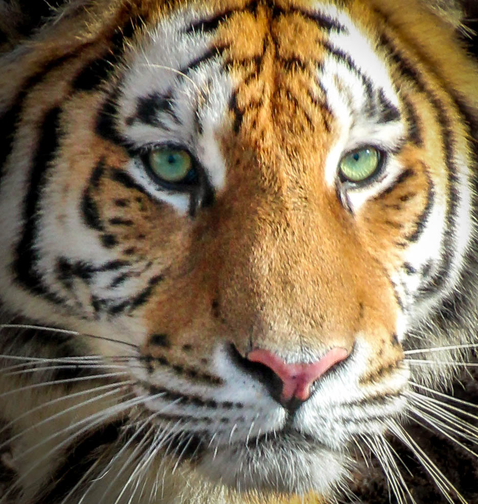 animals tiger simplicity portrait