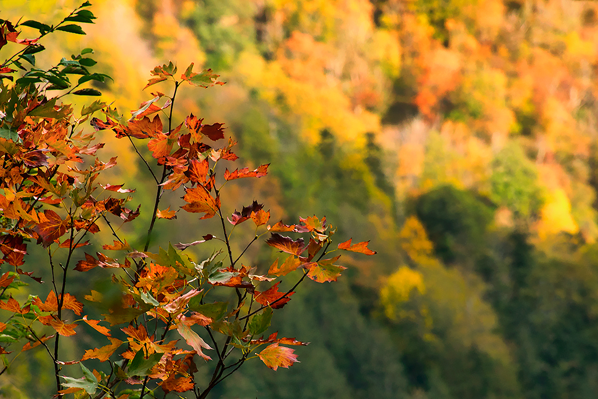 Adobe Portfolio foliage Fall autumn Nikon Italy Tree  light Shadows leaves