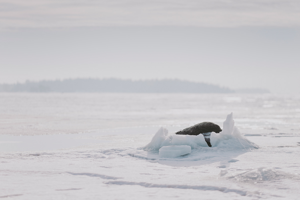 winter ice people skiing dog baltic sea haukilahti Espoo finland