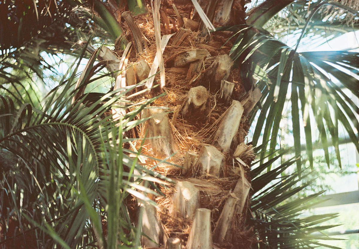 Botanical garden analog analog photography 35mm
