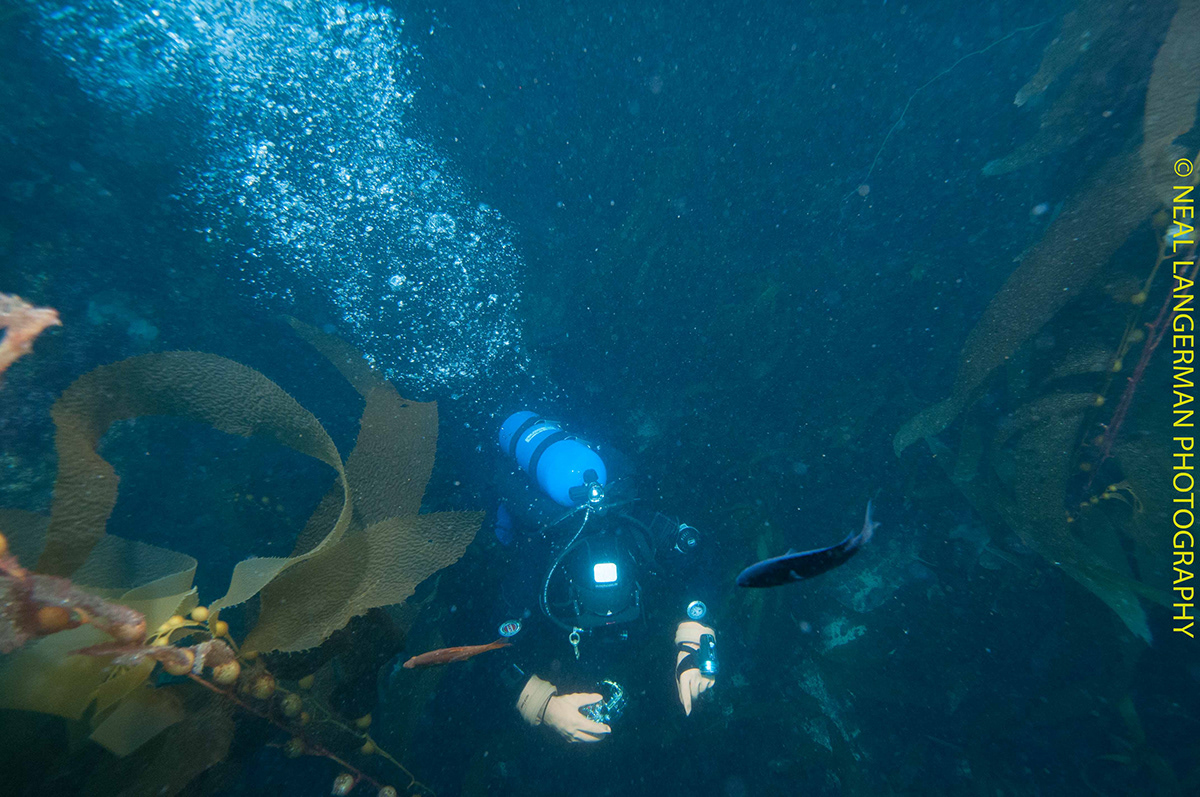 divers scuba channel islands