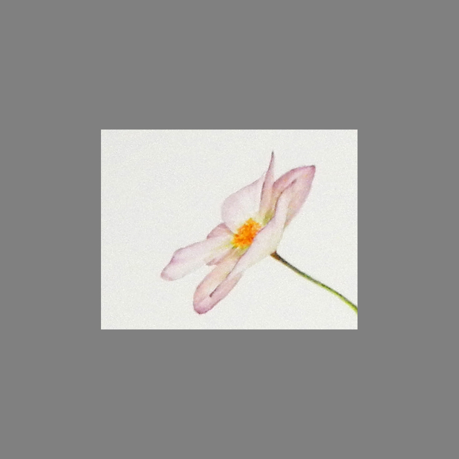 botanical watercolor flower anemone fabriano Windsor Newton