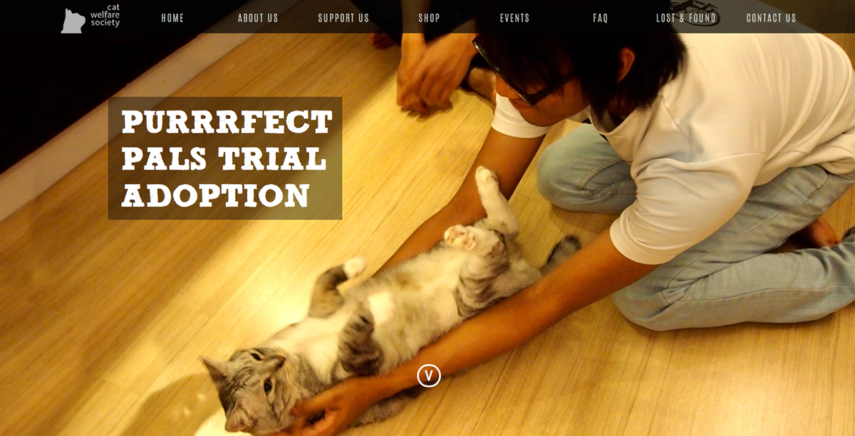 Interactive project Animal protection cat welfare society
