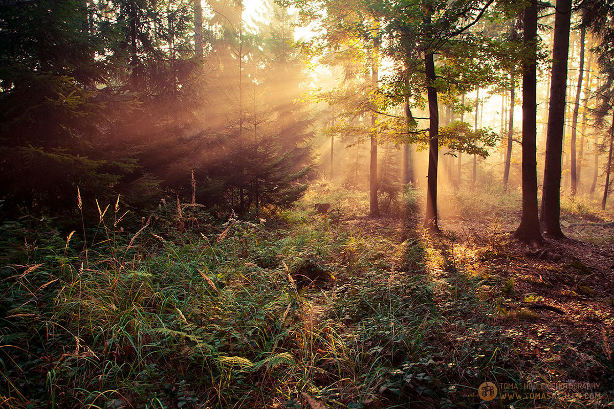 prague countryside DUSK city Nature Sunrays MORNING Sunrise forest panorama
