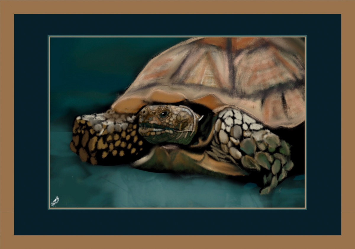 Digital Art  digital painting Drawing  illustrations animals tortoises African spurred tortoise