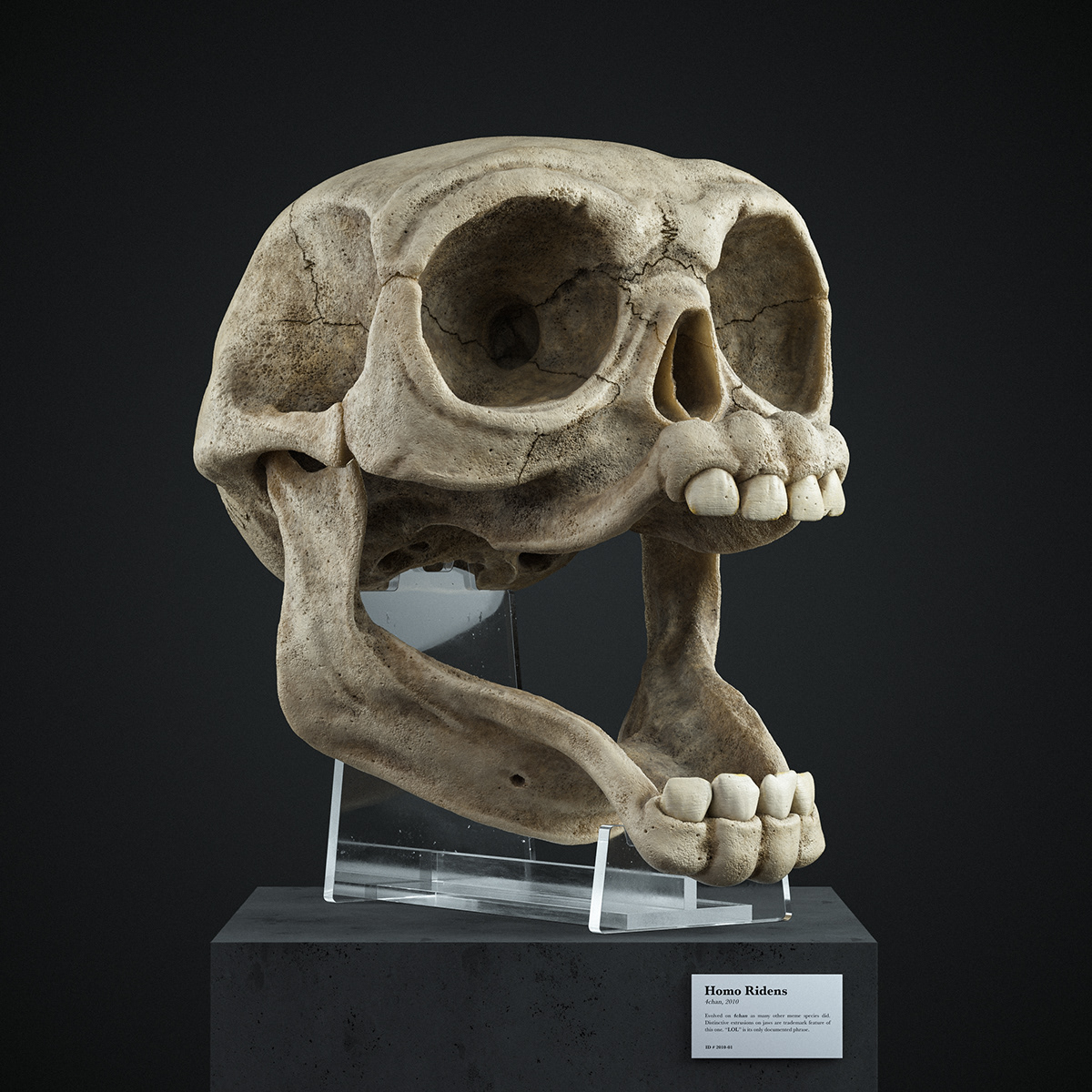 #3D #anatomy #Cinema4D #meme #realistic  #render #skull octane