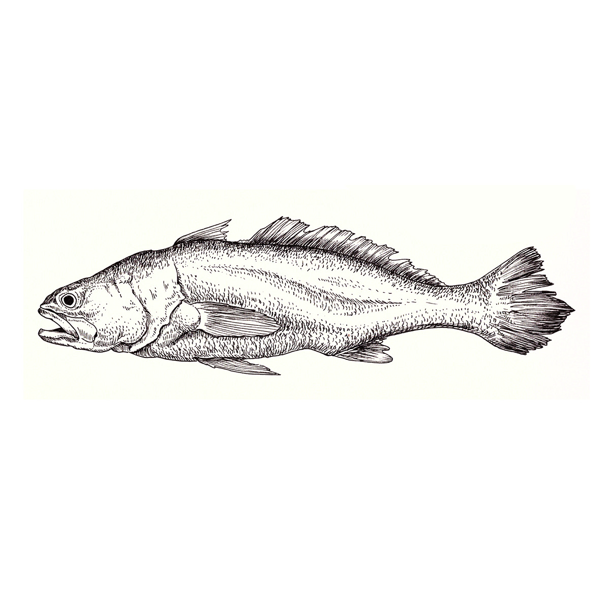 sangara científica ilustracion mar camaron langosta ostra pescado atun pez