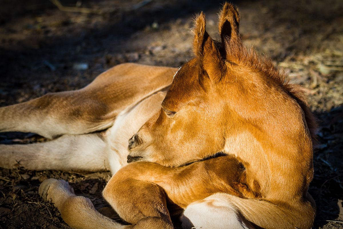 arabian equine foal