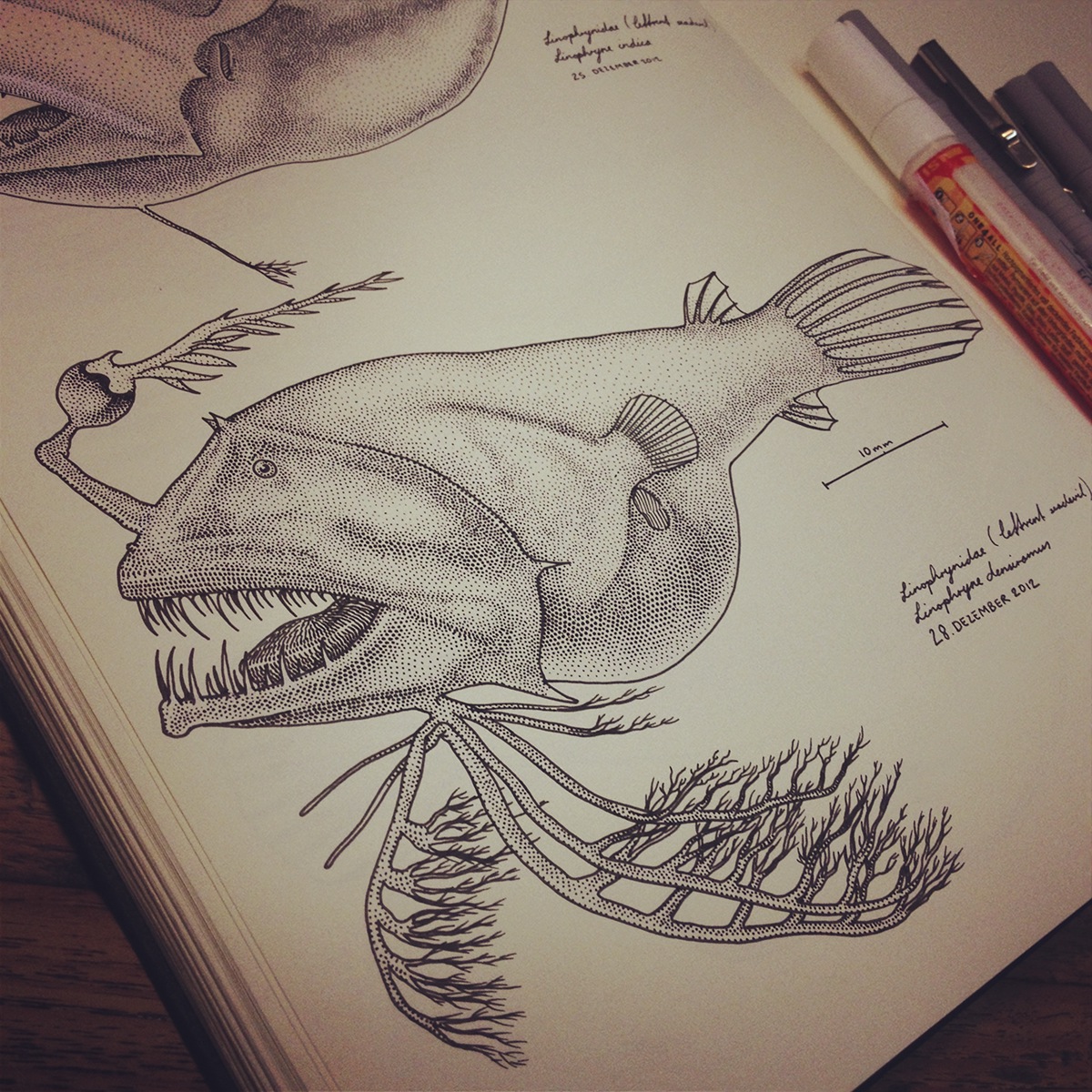 deep sea anglerfish fish Ocean animal creature monster Nature