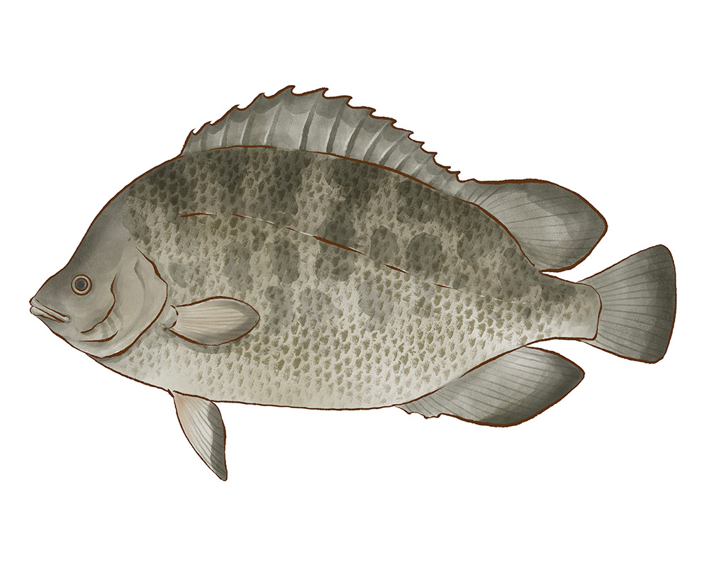 colombia digital illustration fish ILLUSTRATION  mar Nature peces peces pacifico Procreate