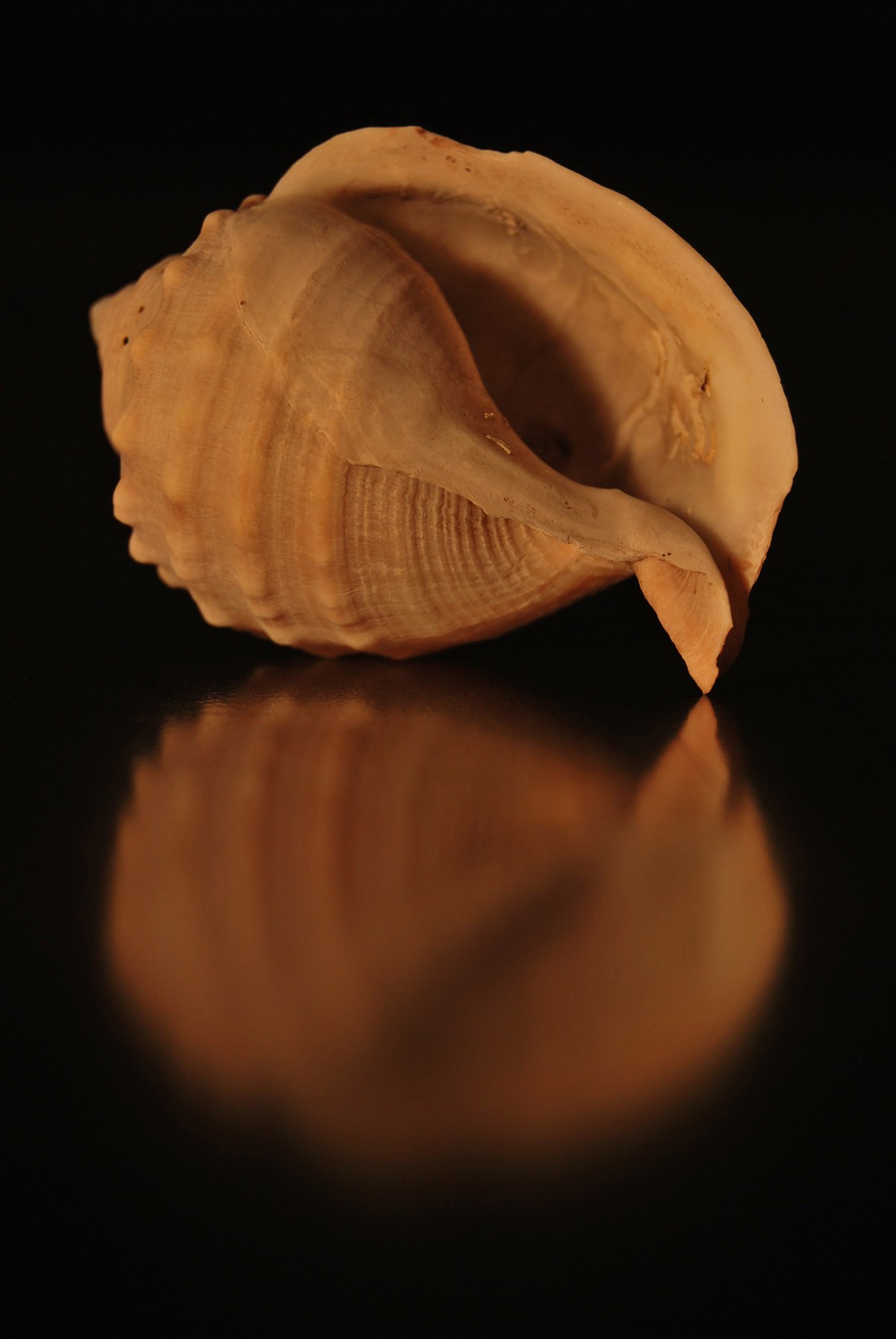 coquilles Seashells conchiglie still-life mare estate essenziale essential